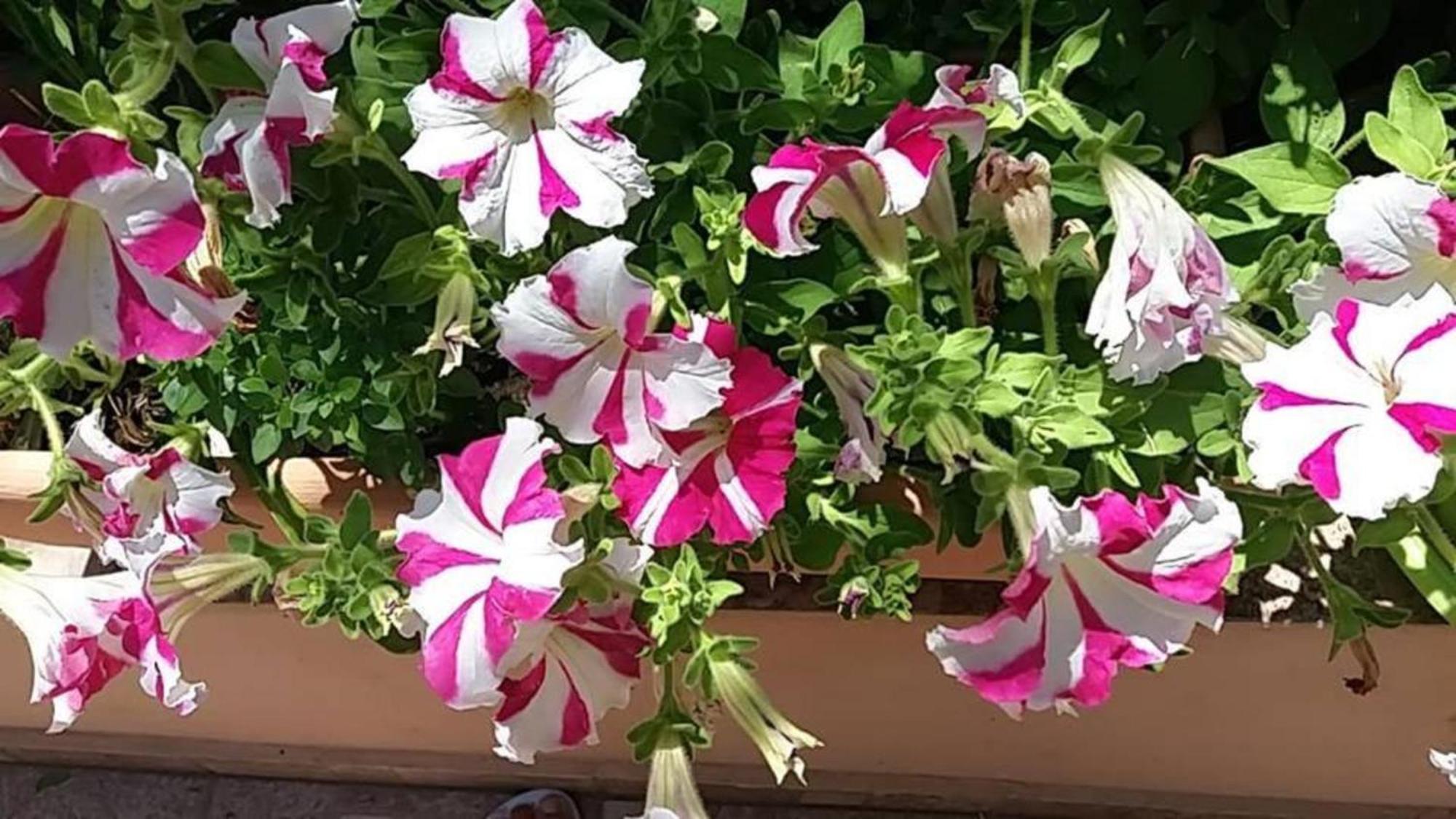 Belle Verte Villa Maleme Εξωτερικό φωτογραφία
